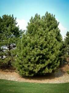 Сосна Чёрная (Pinus Nigra) купить по цене от 270.00р. в интернет-магазине «Посадика» с доставкой почтой в в Сегежае и по всей России – [изображение №1].