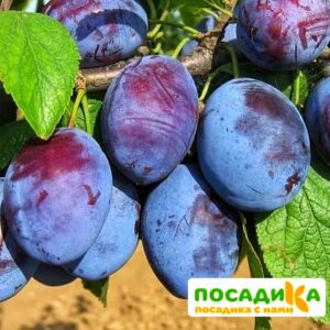 Слива Чачакская ранняя купить по цене от 229.00р. в интернет-магазине «Посадика» с доставкой почтой в в Сегежае и по всей России – [изображение №1].