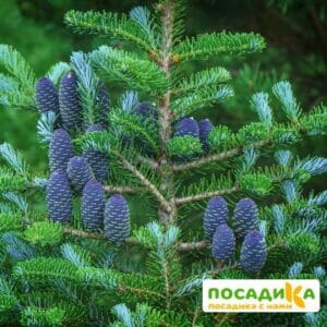 Пихта корейская (Abies koreana) купить по цене от 450.00р. в интернет-магазине «Посадика» с доставкой почтой в в Сегежае и по всей России – [изображение №1].