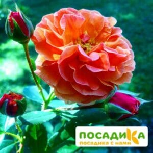 Роза Арабия купить по цене от 350.00р. в интернет-магазине «Посадика» с доставкой почтой в в Сегежае и по всей России – [изображение №1].