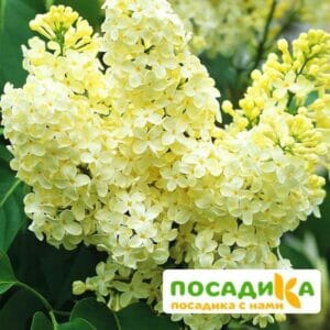 Сирень Примроуз (Primrose) купить по цене от 529.00р. в интернет-магазине «Посадика» с доставкой почтой в в Сегежае и по всей России – [изображение №1].