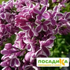 Сирень Сенсация купить по цене от 529.00р. в интернет-магазине «Посадика» с доставкой почтой в в Сегежае и по всей России – [изображение №1].