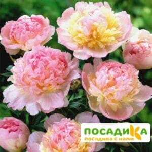 Пион Распберри Сандей (Paeonia Raspberry Sundae) купить по цене от 959р. в интернет-магазине «Посадика» с доставкой почтой в в Сегежае и по всей России – [изображение №1].