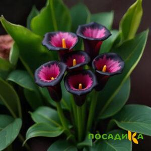 Калла Аура Лейс купить по цене от 400р. в интернет-магазине «Посадика» с доставкой почтой в в Сегежае и по всей России – [изображение №1].