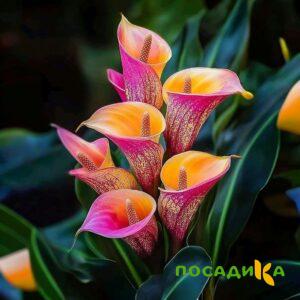 Калла Оникс купить по цене от 450р. в интернет-магазине «Посадика» с доставкой почтой в в Сегежае и по всей России – [изображение №1].