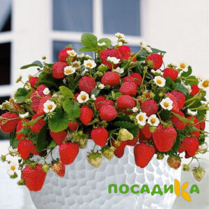 Клубника Рубиновый Шепот (горшечная) купить по цене от 240р. в интернет-магазине «Посадика» с доставкой почтой в в Сегежае и по всей России – [изображение №1].