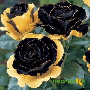 Роза Ханни Сикл купить по цене от 700р. в интернет-магазине «Посадика» с доставкой почтой в в Сегежае и по всей России – [изображение №1].