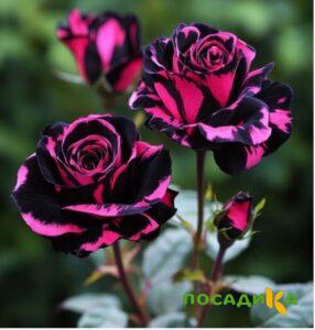 Роза Багровый Шепот купить по цене от 366р. в интернет-магазине «Посадика» с доставкой почтой в в Сегежае и по всей России – [изображение №1].