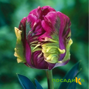 Тюльпан Экзотик Хэвен купить по цене от 186р. в интернет-магазине «Посадика» с доставкой почтой в в Сегежае и по всей России – [изображение №1].